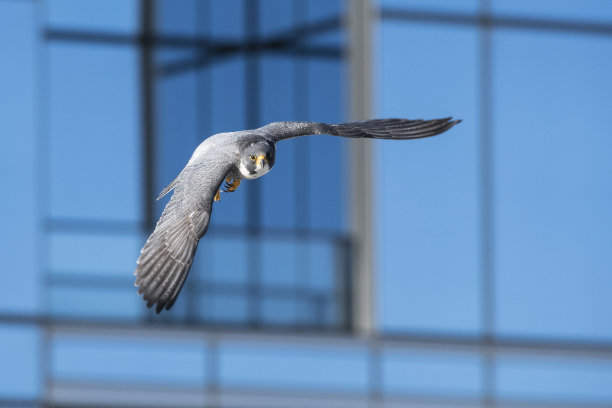 falcon