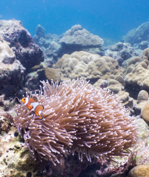 anemonefish