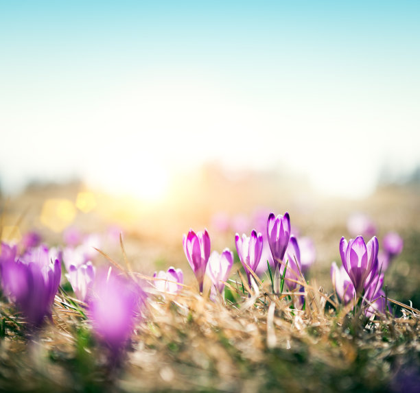 saffron