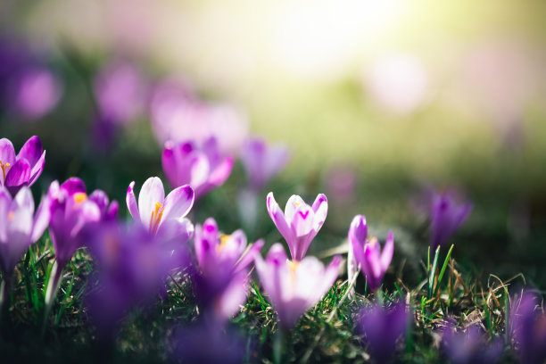 saffron