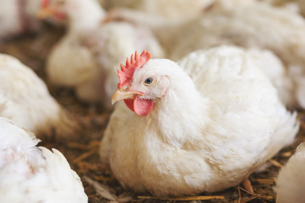 hen