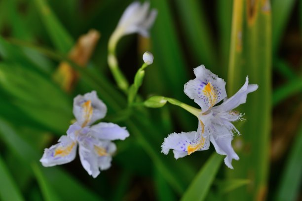 蝴蝶花