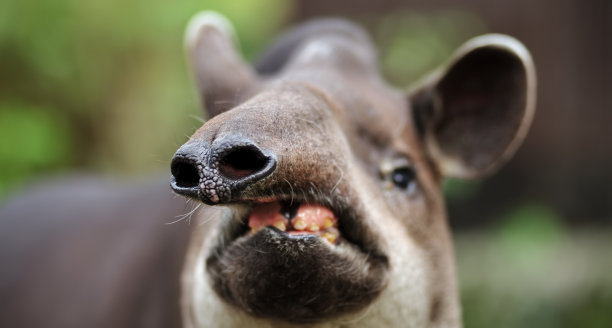 tapir