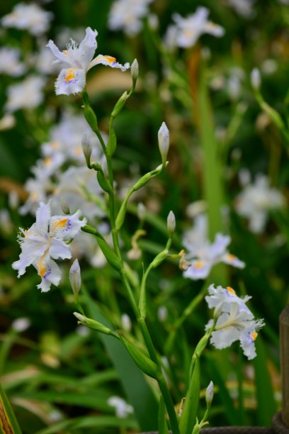 蝴蝶花