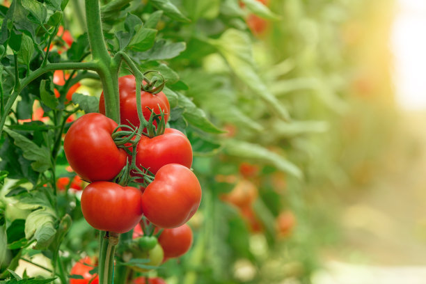 agricultural