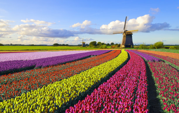 荷兰郁金香 风车