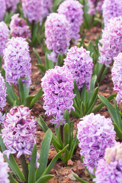hyacinth