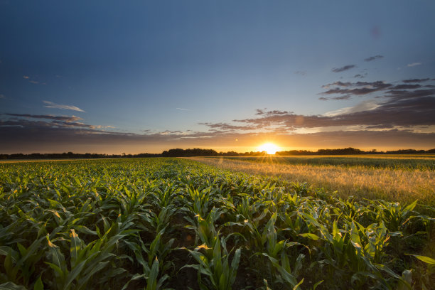 agricultural
