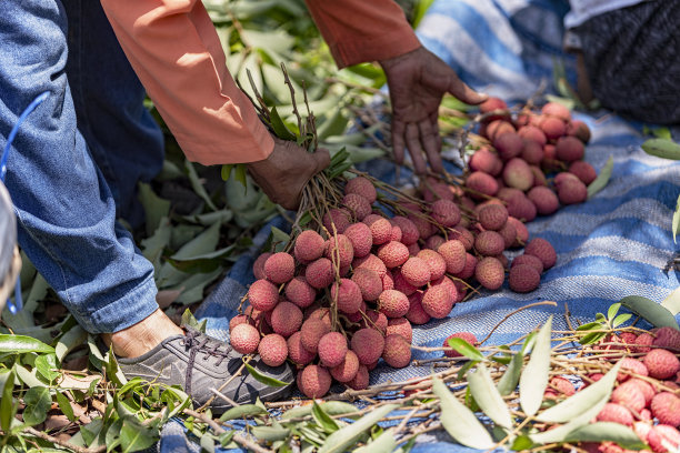 litchi