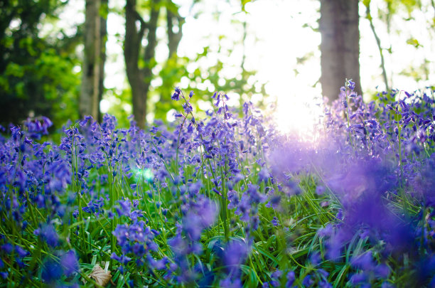 hyacinthoides