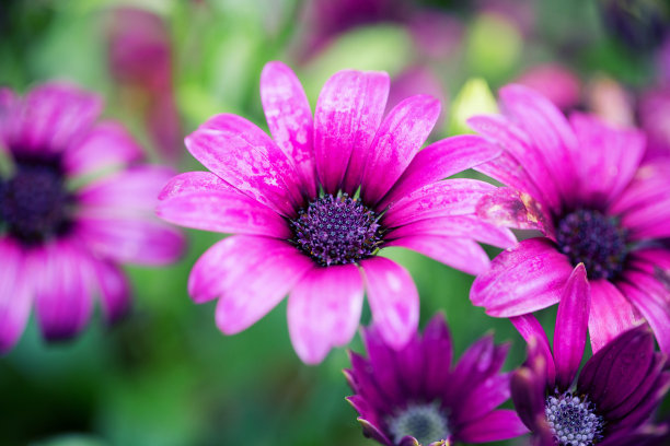 camomiles