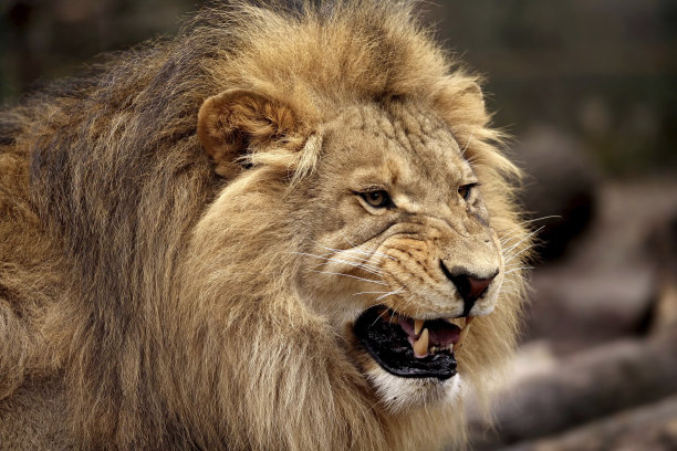 lions