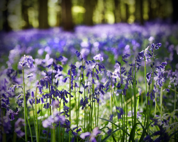 hyacinthoides