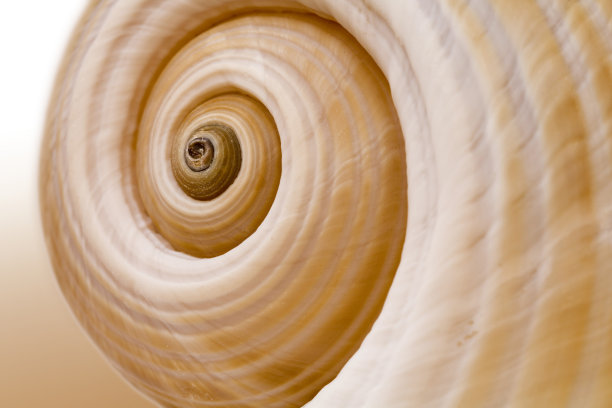 snail