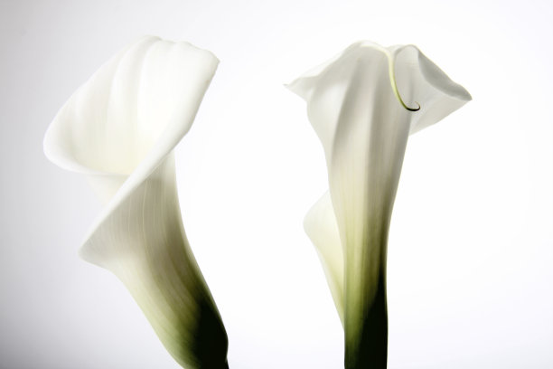 zantedeschia