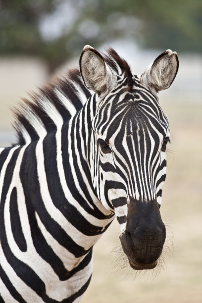zebra
