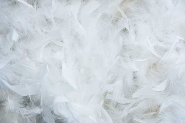 feather