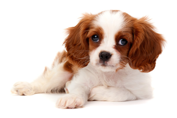 puppy