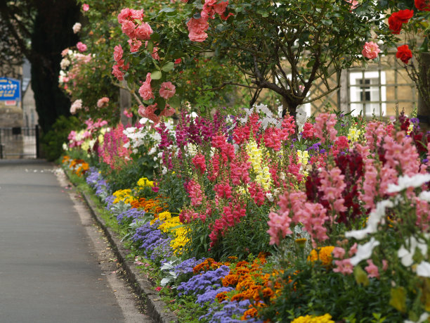 snapdragon