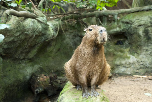 capybara