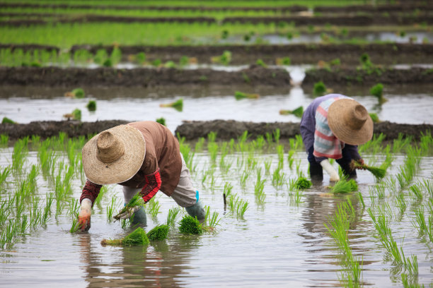 水稻种植
