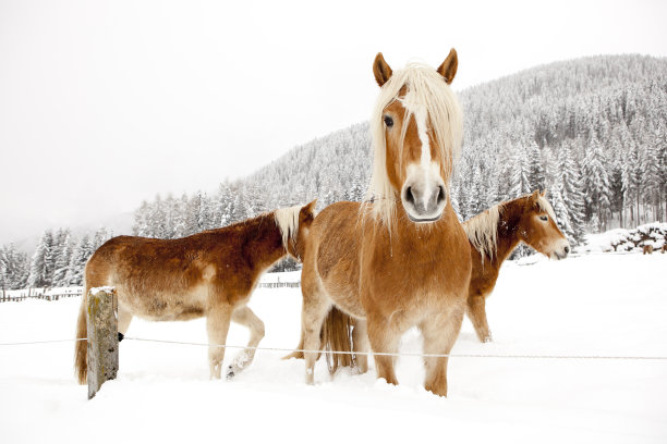 雪地里站立的马