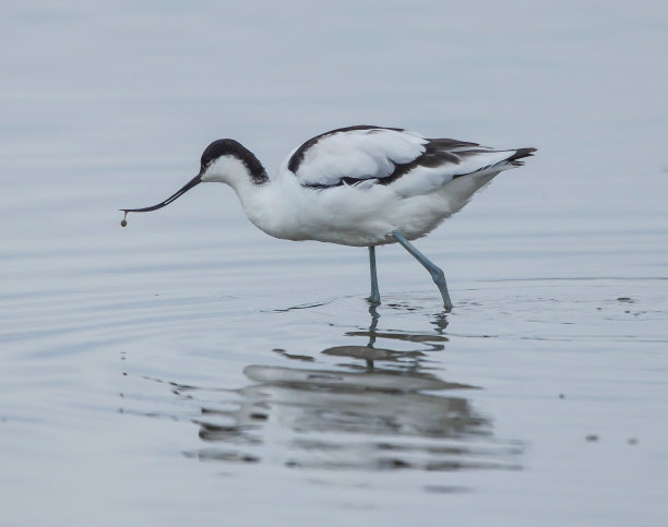 avocet