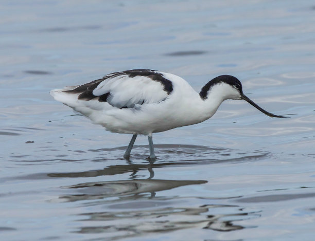 avocet