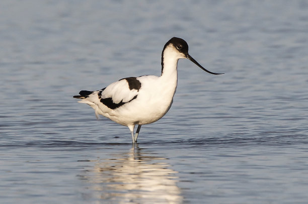 avocet
