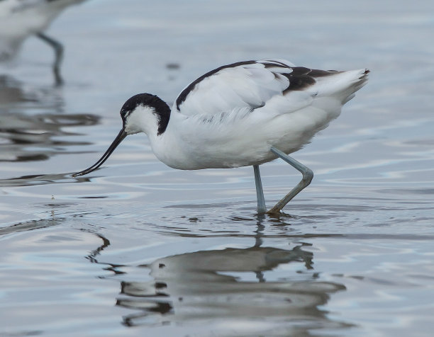 avocet