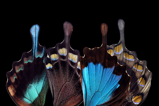 wings