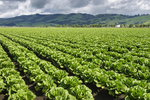 lactuca