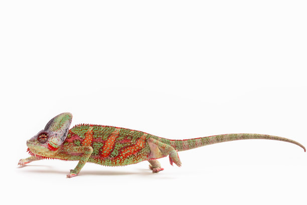 chamaeleon