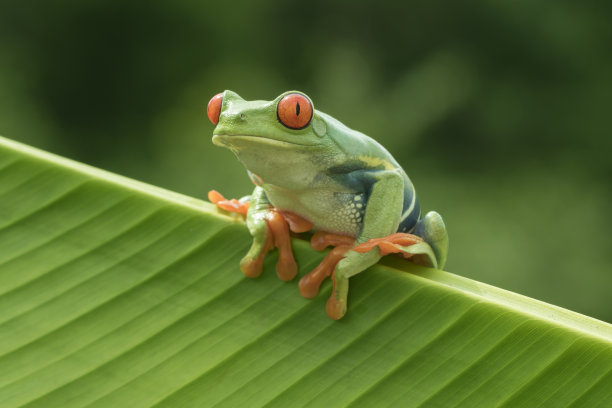 frog