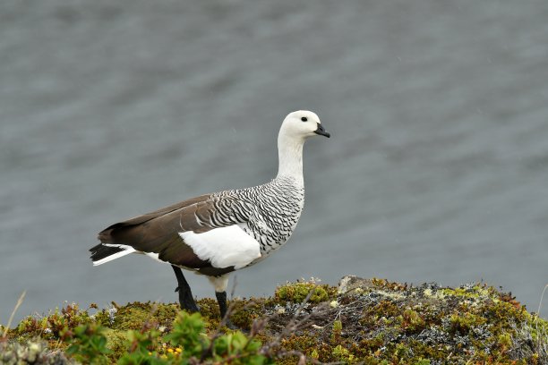 goose