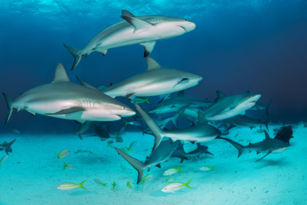 shark