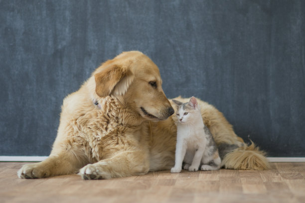 宠物猫宠物狗宠物店