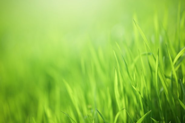 绿草坪,绿草地素材