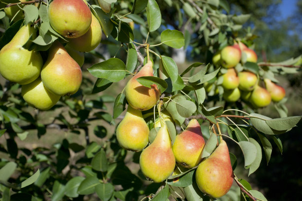pyrus