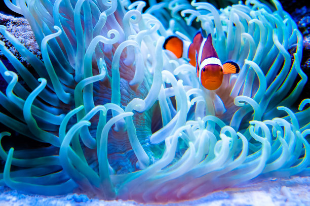 corals