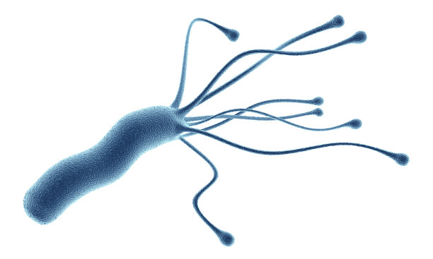 bacteria