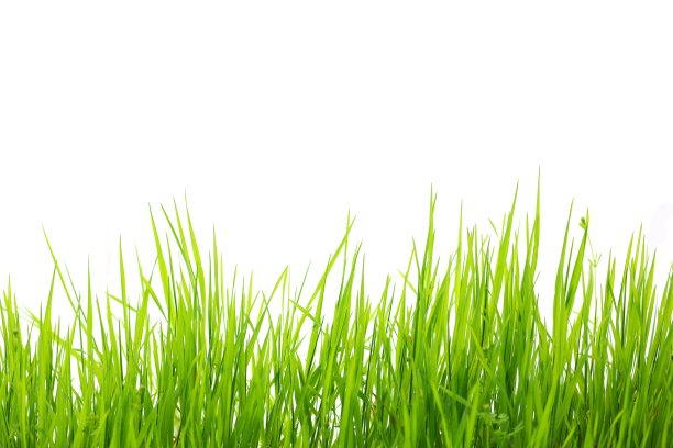 grass