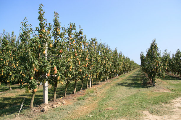 orchard