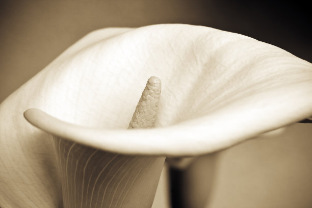 zantedeschia