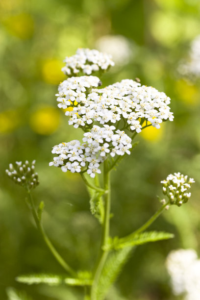 achillea