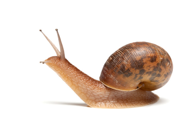 snail
