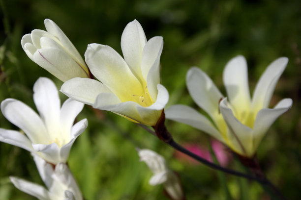 freesia