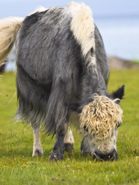 buffalo