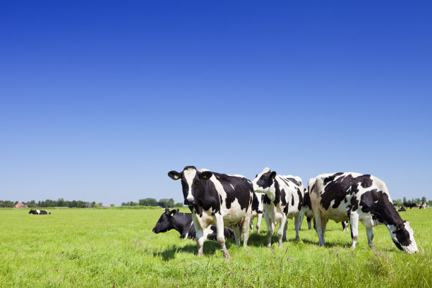 dairy