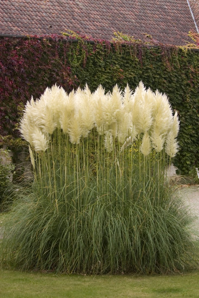 pampas